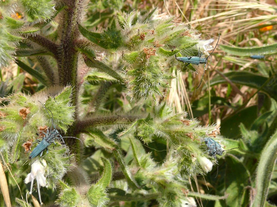 Phytoecia coerulescens (Cerambycidae)